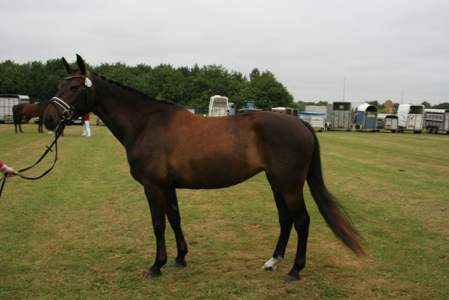 Ktl. 75, Halkærs Penelope OL 9516 - 22 p. - tilh. Helena Gaarboe & Thomas Rasmussen, Hjørring